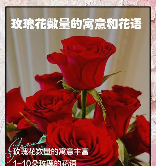 花语相近的玫瑰是什么？寻找与玫瑰相似的花语含义？