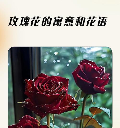 花语相近的玫瑰是什么？寻找与玫瑰相似的花语含义？