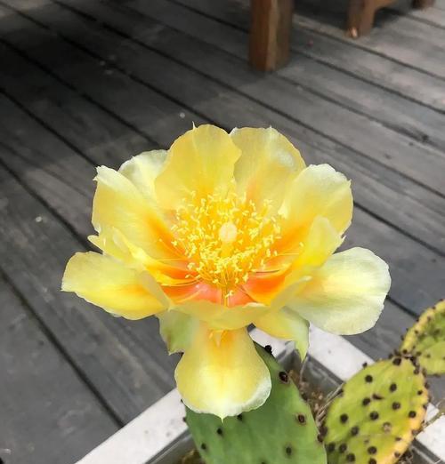 仙人掌的花语是什么？如何正确解读仙人掌的象征意义？