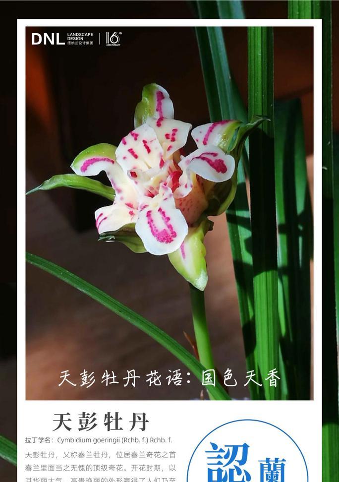 兰花的花语是什么？不同种类兰花的寓意有何不同？
