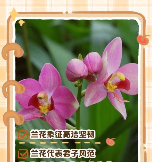 兰花的花语是什么？不同种类兰花的寓意有何不同？