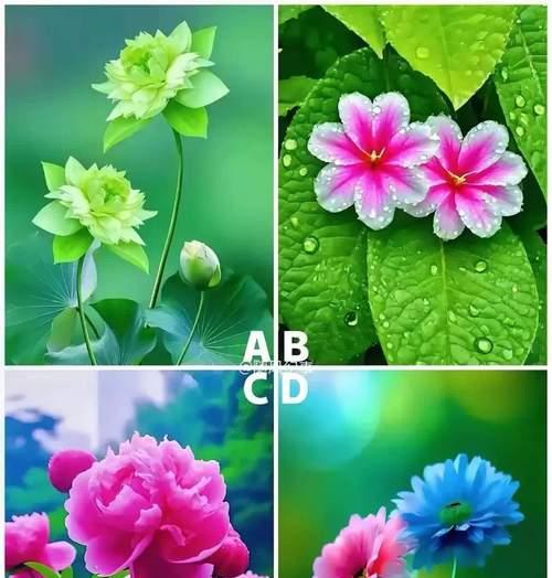 104朵花代表什么含义？花语解释及常见问题解答？