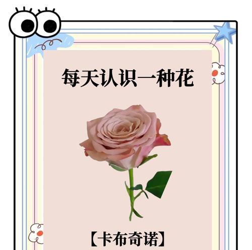 所有玫瑰的花语是什么？每种颜色玫瑰代表什么含义？