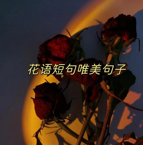 所有玫瑰的花语是什么？每种颜色玫瑰代表什么含义？