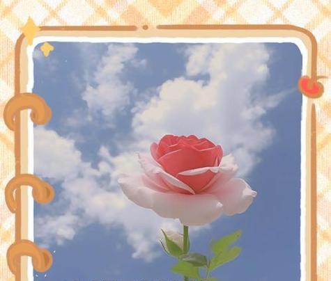 所有玫瑰的花语是什么？每种颜色玫瑰代表什么含义？