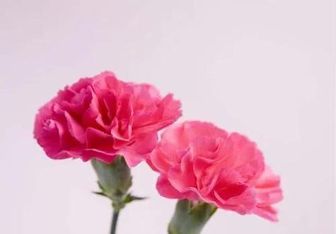 什么花象征对老师的爱？如何选择表达敬意的花卉？