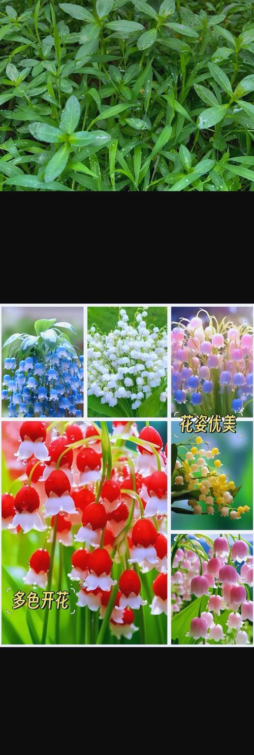 兰铃花的意义和象征是什么？了解其背后的文化和象征意义？