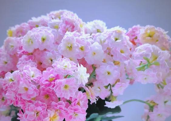 寓意着幸福的花是什么花？如何挑选代表幸福的花卉？