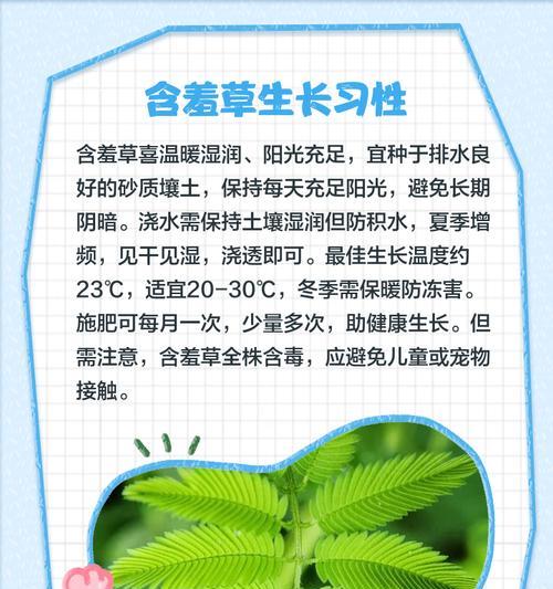 含羞草的花语代表什么？如何解读含羞草的含义？