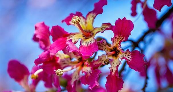 什么颜色的花寓意不好？了解花卉颜色的象征意义？