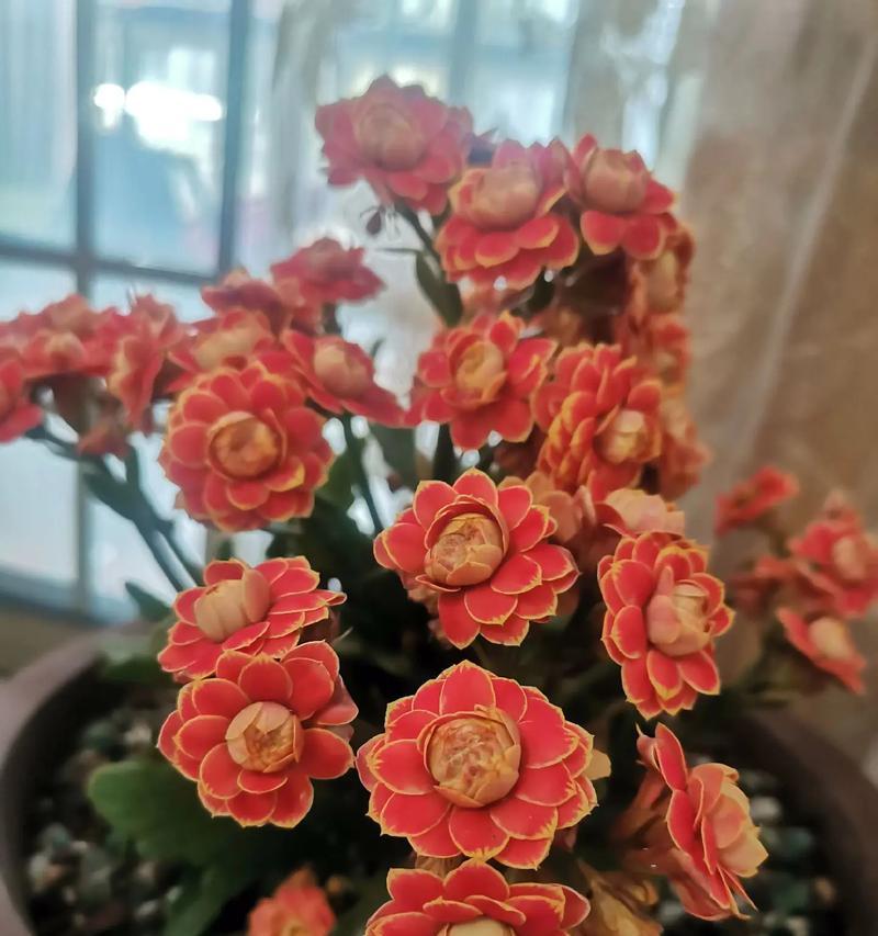 什么颜色的花寓意不好？了解花卉颜色的象征意义？