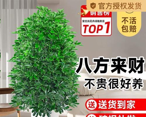 寓意着八方来财的花是什么花？这种花的象征意义有哪些？
