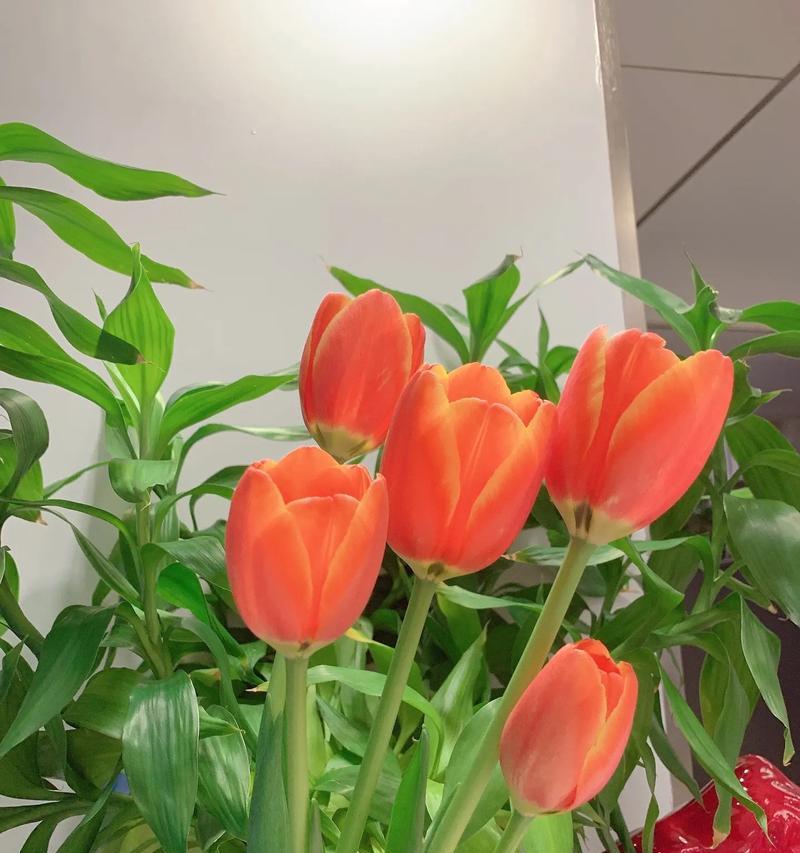 寓意着八方来财的花是什么花？这种花的象征意义有哪些？