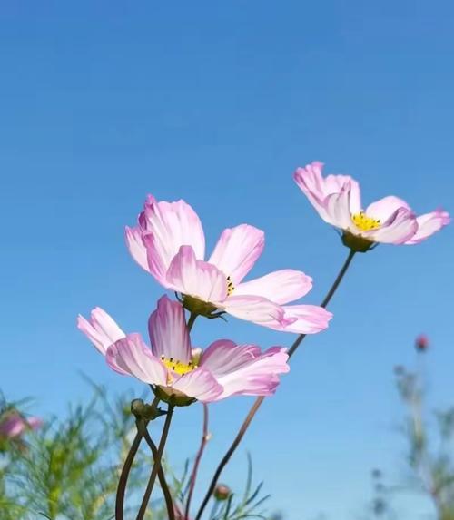 什么花寓意阳光？寻找象征阳光的花卉有哪些？