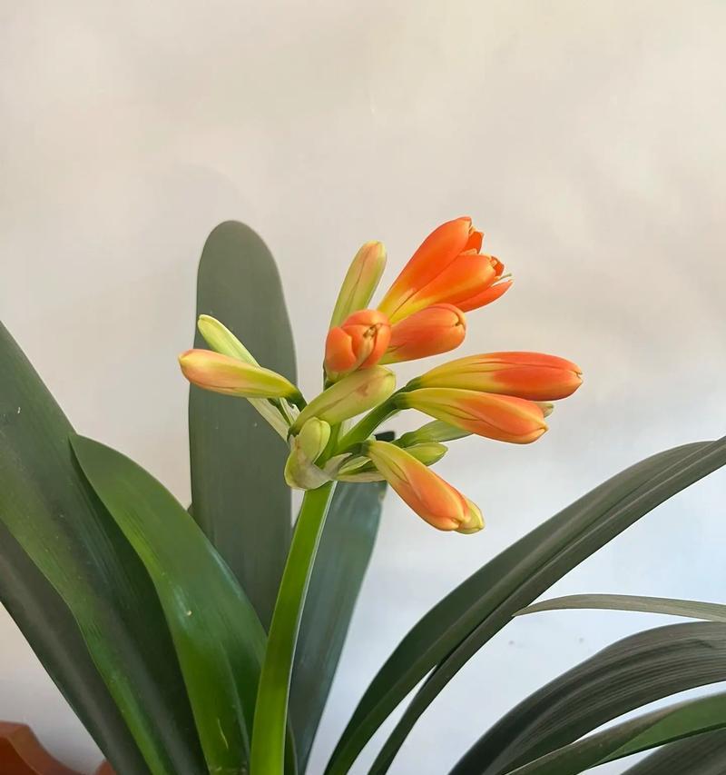 104朵花代表什么含义？花语解读常见问题解答？
