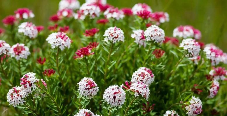 俄罗斯象征花的植物是什么？它在俄罗斯文化中扮演什么角色？