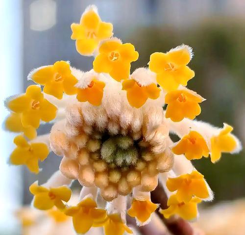 木子花的寓意和象征是什么？了解木子花背后的文化含义？