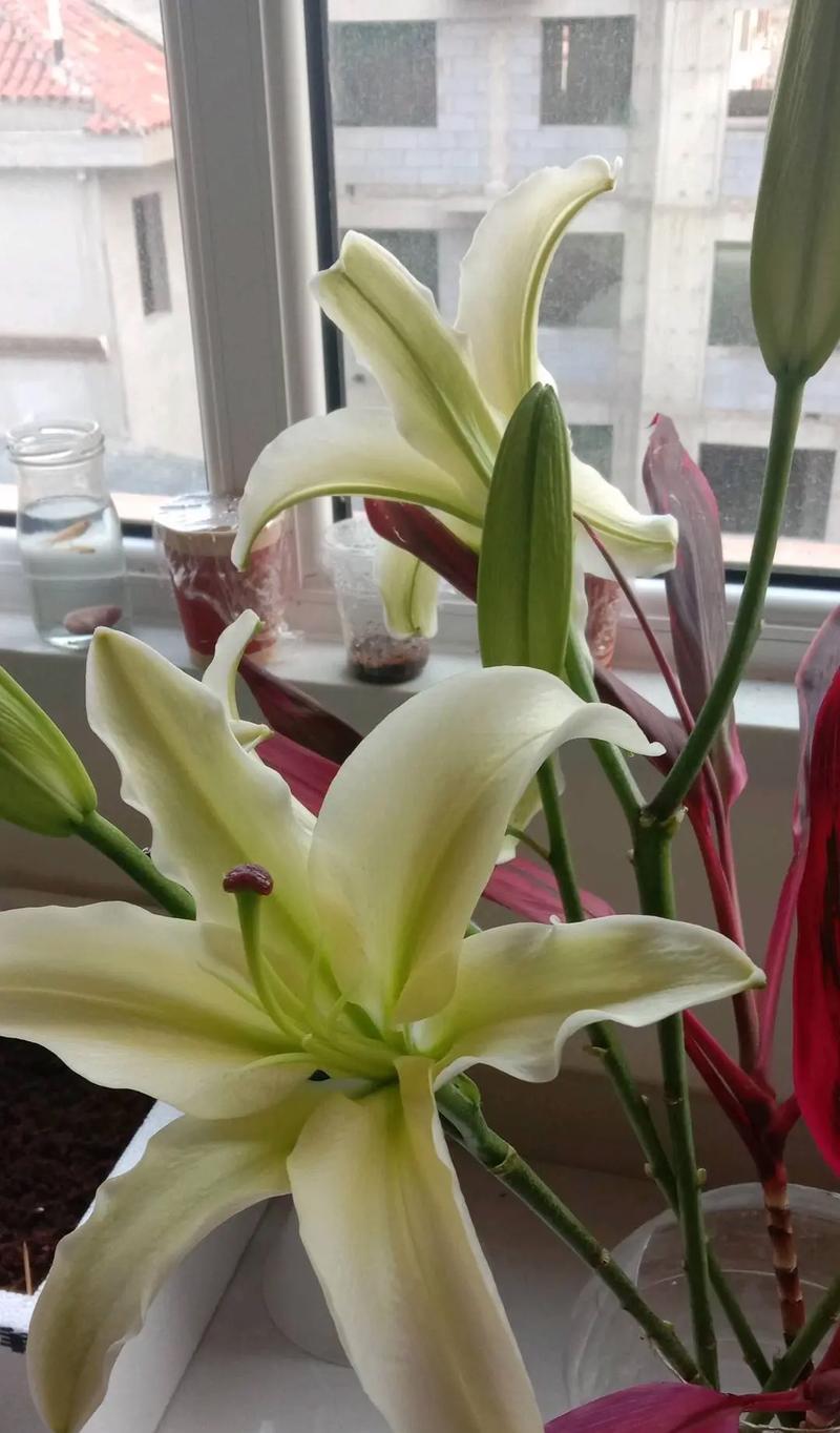 木子花的寓意和象征是什么？了解木子花背后的文化含义？