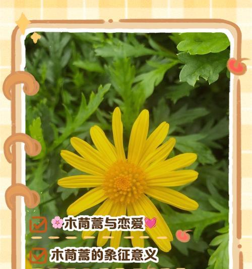 木子花的寓意和象征是什么？了解木子花背后的文化含义？