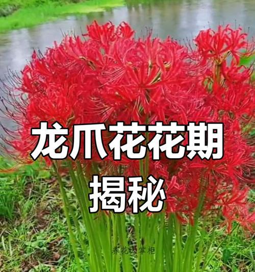 彼岸花象征着什么？为何相思会成为遗憾？