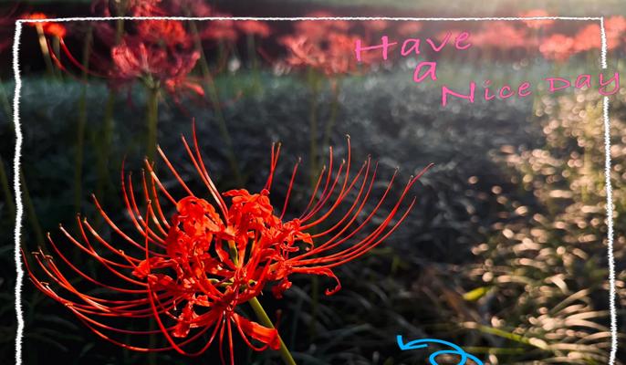 彼岸花象征着什么？为何相思会成为遗憾？