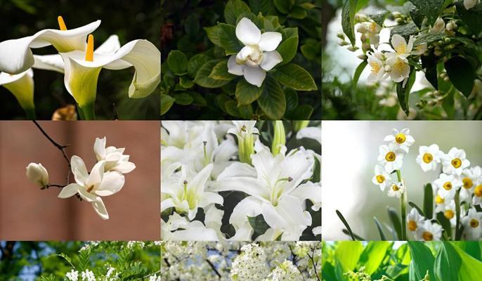 白色象征纯洁的花有哪些？它们各自代表什么含义？