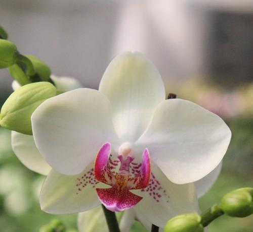 白色象征纯洁的花有哪些？它们各自代表什么含义？