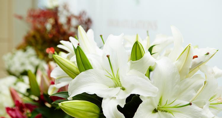 百合花语每朵代表什么？不同数量的百合花有何特殊含义？