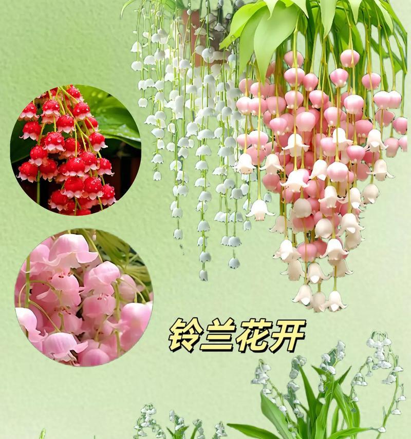珍爱花朵的花语是什么？如何表达对花朵的珍爱之情？