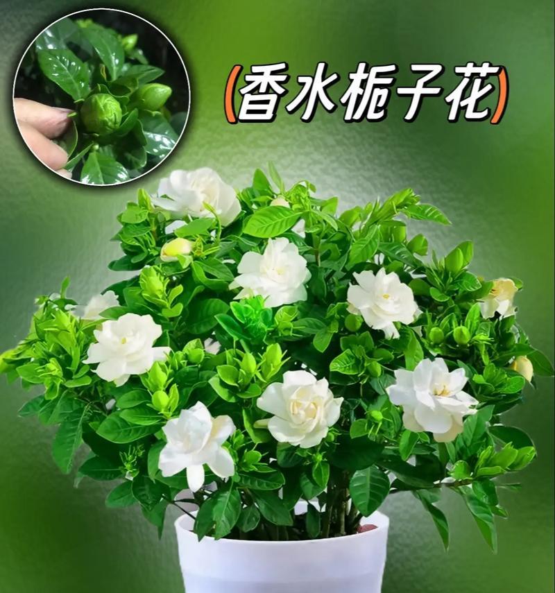 什么花代表坚强？揭秘花语背后的含义？