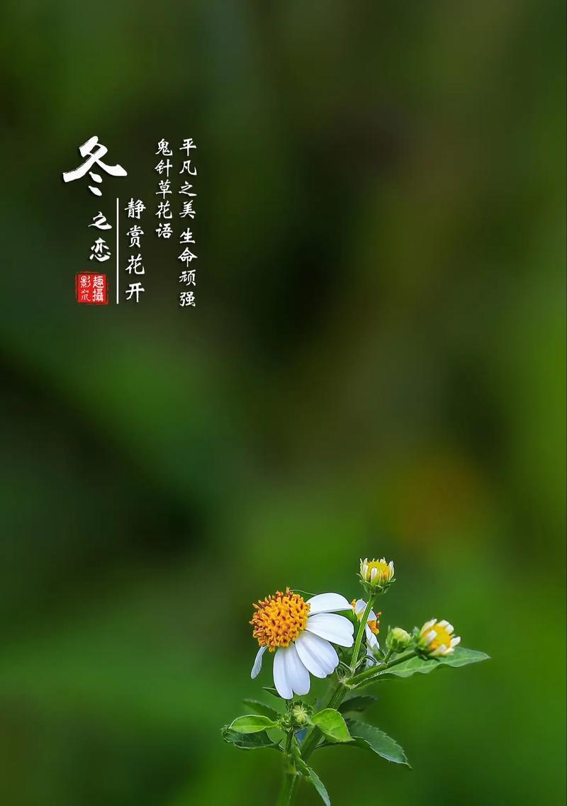 2月20日的花语代表什么？如何选择这一天的花卉礼物？