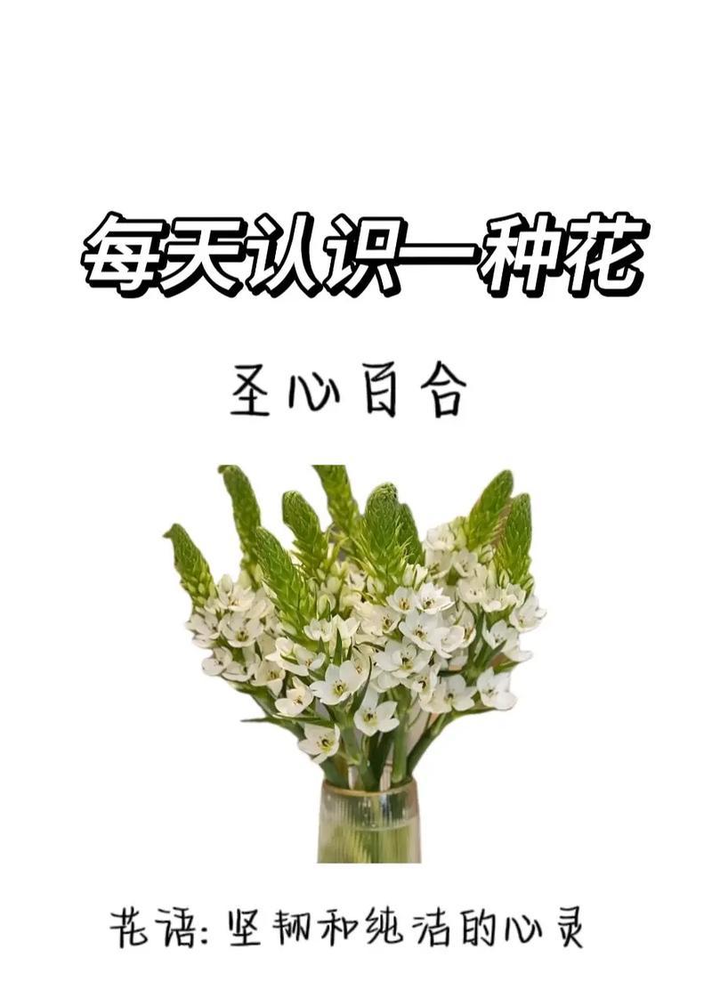 2月20日的花语代表什么？如何选择这一天的花卉礼物？