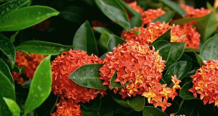 八月象征的花是什么？八月的花语有哪些含义？