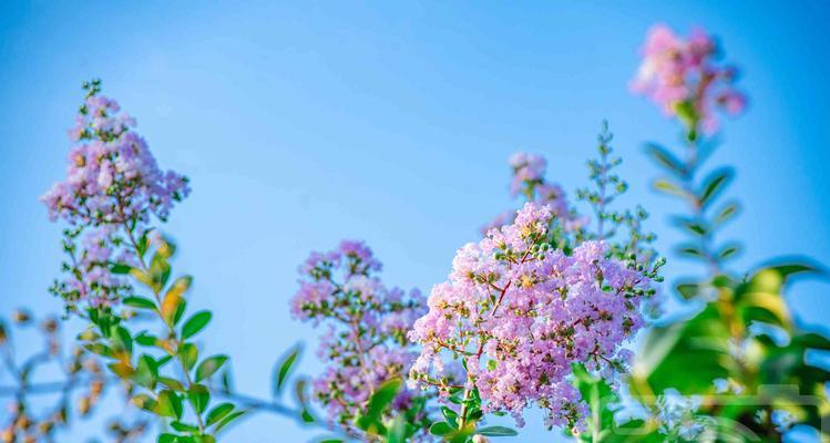 八月象征的花是什么？八月的花语有哪些含义？