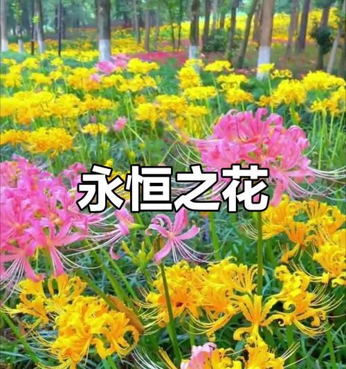 八月象征的花是什么？八月的花语有哪些含义？
