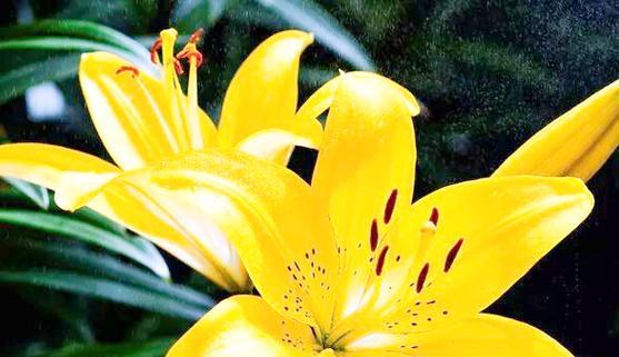 象征高雅纯洁的百合花有哪些品种？它们的花语是什么？