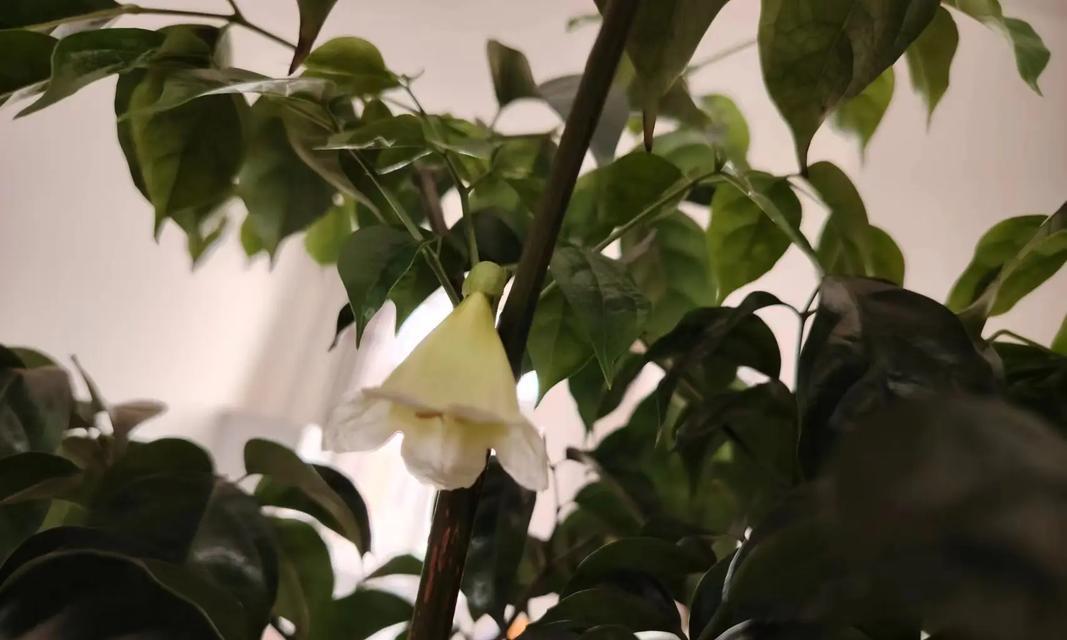 象征幸福和睦的花是什么？最常见代表和睦的花卉有哪些？