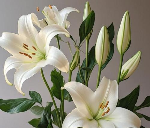 象征幸福和睦的花是什么？最常见代表和睦的花卉有哪些？