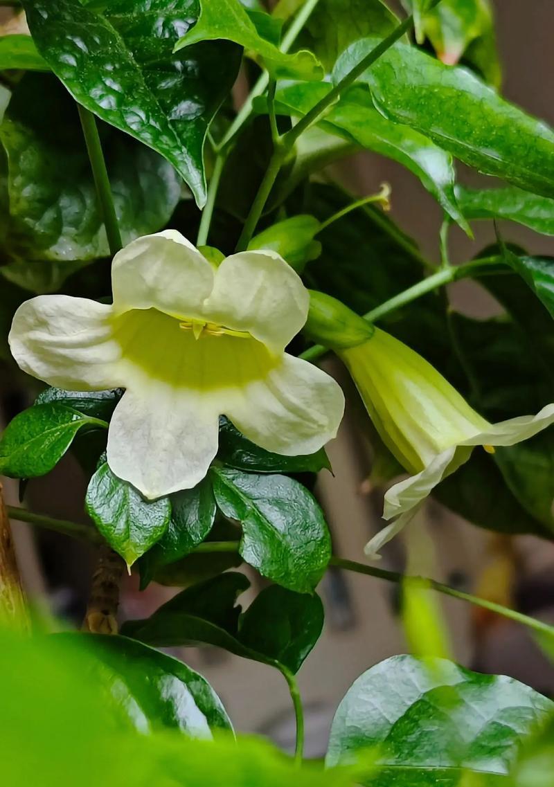 象征幸福和睦的花是什么？最常见代表和睦的花卉有哪些？