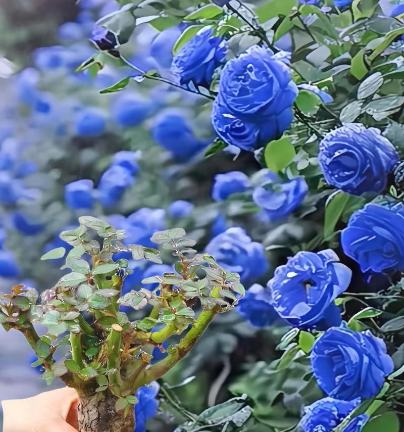 什么花象征着奇迹？揭秘花语背后的奇迹之花