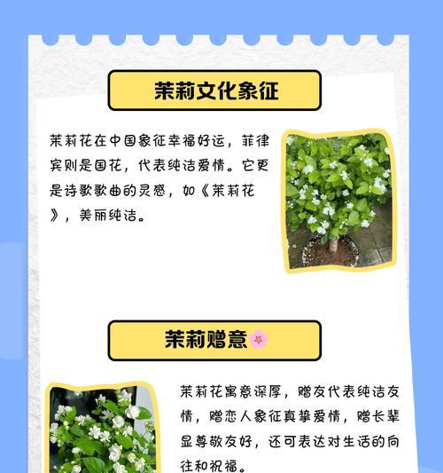赠茉莉花的意义和象征是什么？了解茉莉花的深层含义！