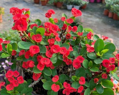 象征着美丽活泼勤劳的花是什么花？这种花有哪些特点？