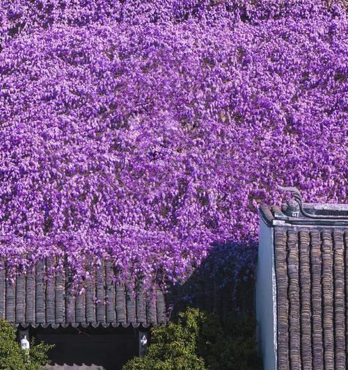 紫色瀑布花语是什么？如何正确理解其含义？