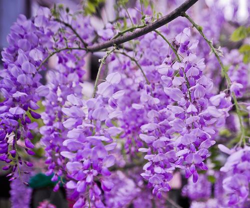 紫色瀑布花语是什么？如何正确理解其含义？