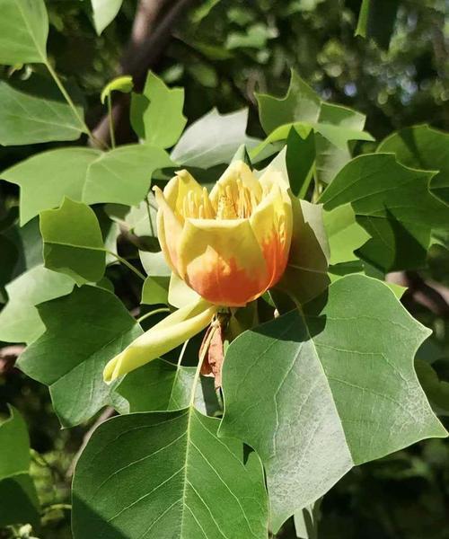 树上的花代表什么含义？花语背后的故事有哪些？