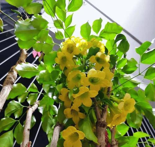 树上的花代表什么含义？花语背后的故事有哪些？