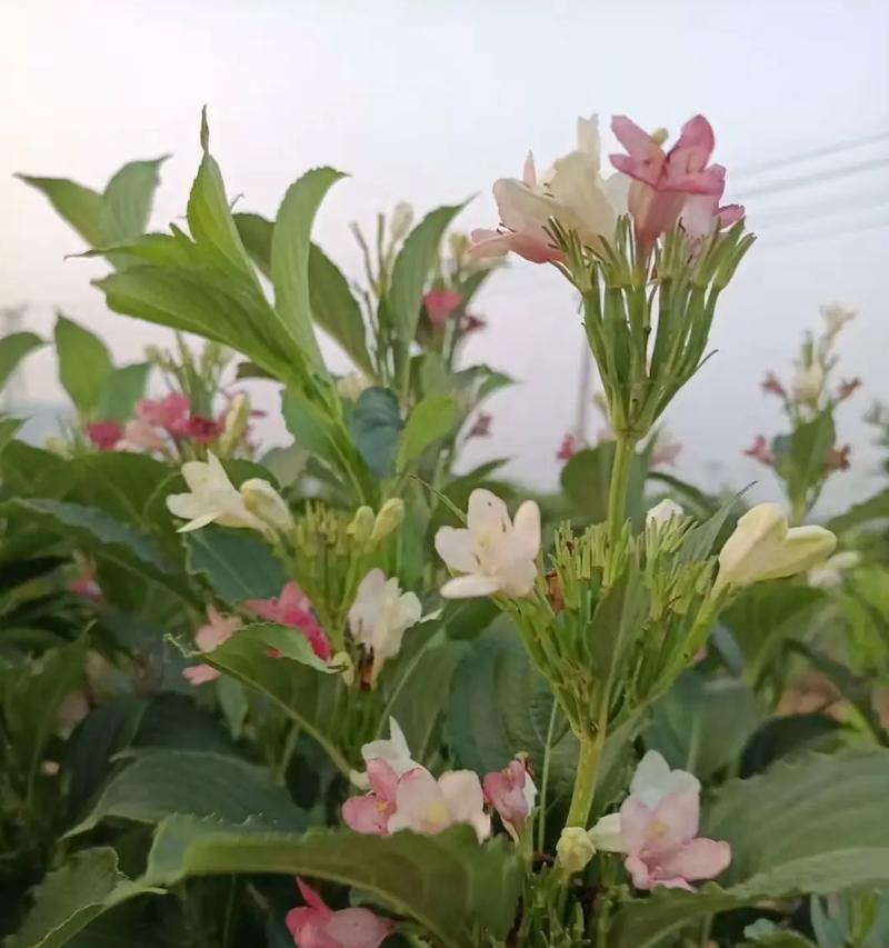 树上的花代表什么含义？花语背后的故事有哪些？