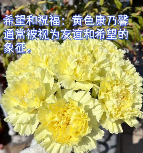 大鹏里的花象征什么？花的寓意有哪些？