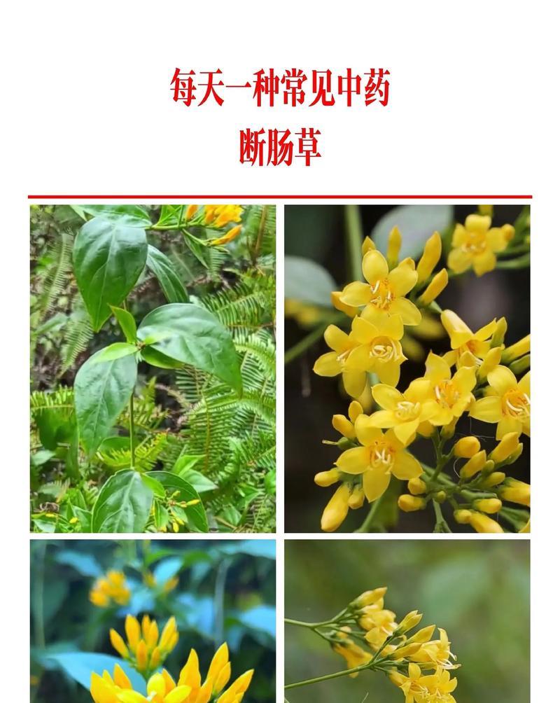 种的花断了有什么寓意？花语中隐藏的含义是什么？