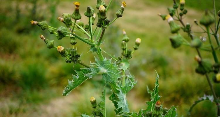 种的花断了有什么寓意？花语中隐藏的含义是什么？